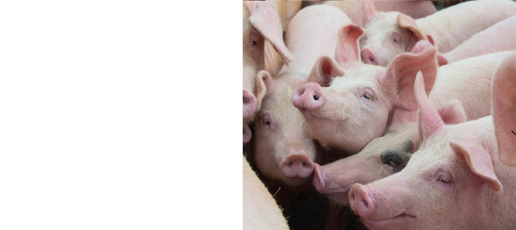 International logistics for frozen pork export