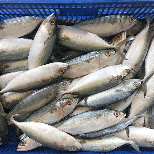 MACKEREL FISH 1 MACKEREL FISH