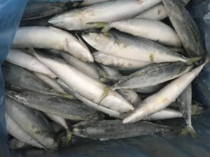 MACKEREL FISH - Image 3