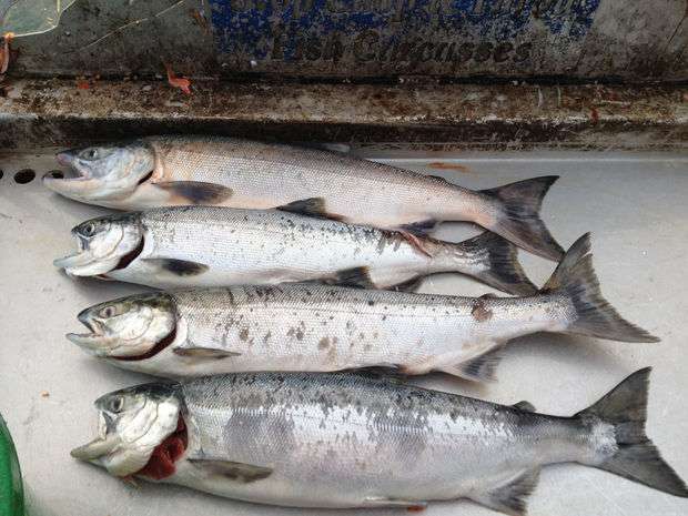 SALMON FISH - Image 3