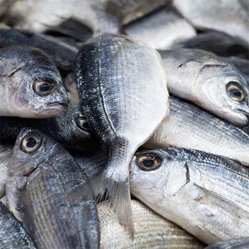 Sea Bream 1 Sea Bream